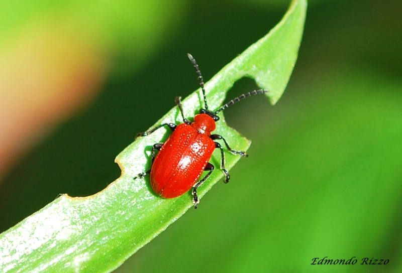 Lilioceris lilii (ciclo)